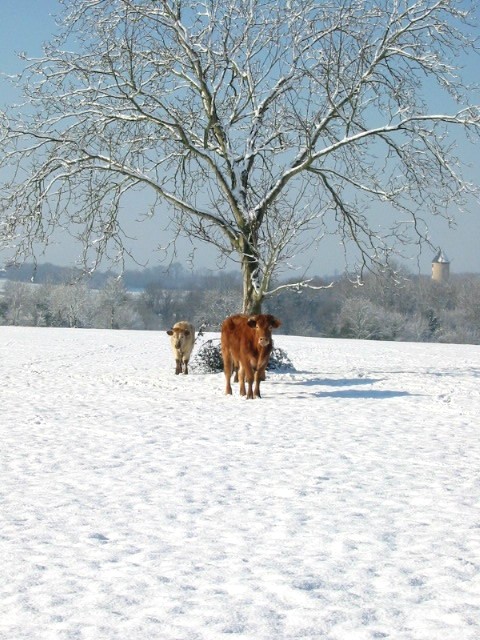 neigevache